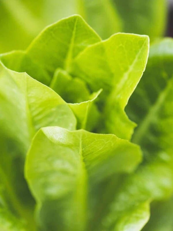 An image of a green fresh lettuce.
