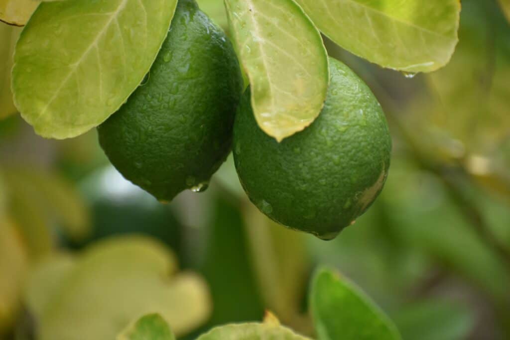 Two green limes ready to be cultivated! They are an excellent choice to keep in your freezer.