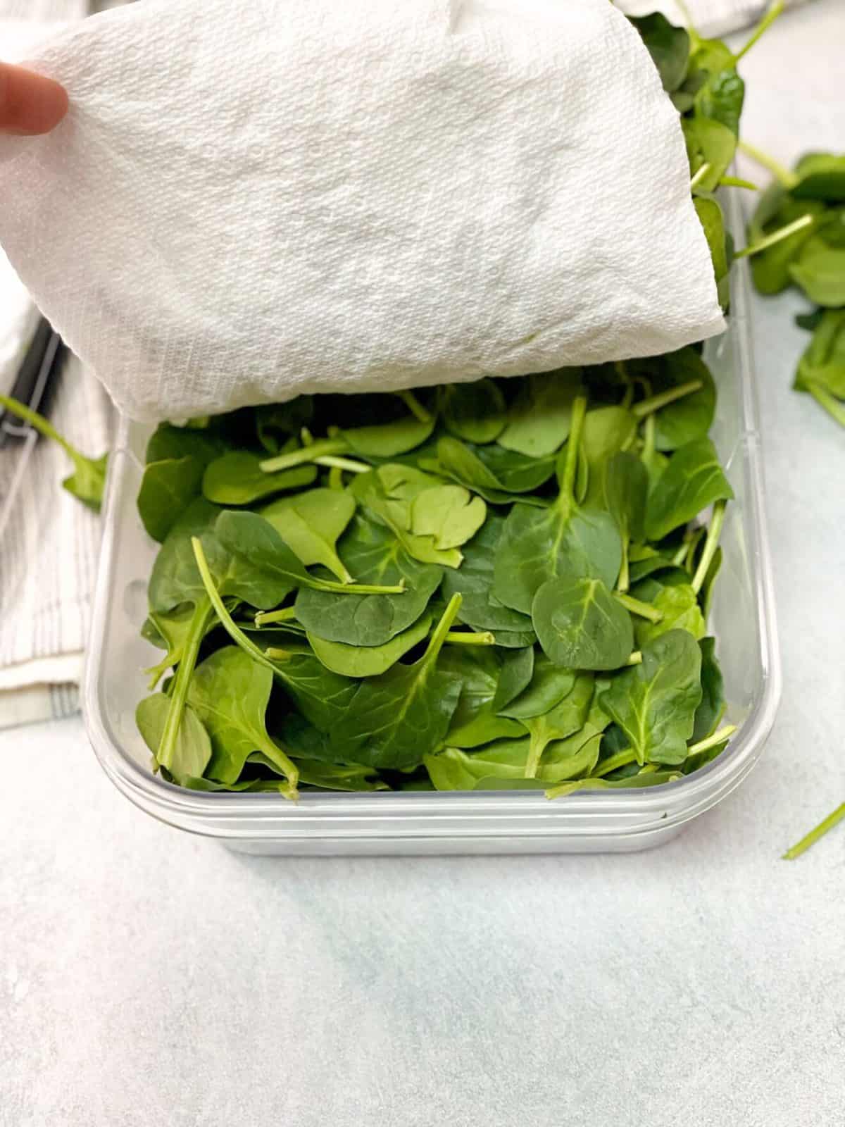 TasteGreatFoodie How To Store Spinach For One Month