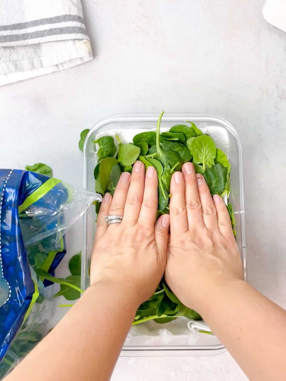 TasteGreatFoodie How To Store Spinach For One Month