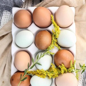 eggs of different colors