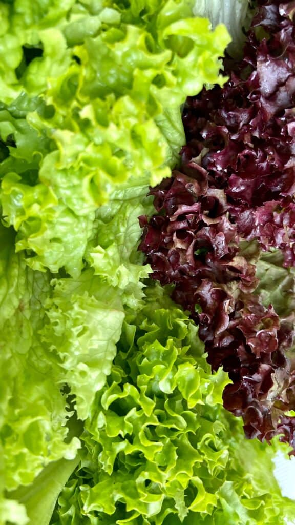 different kinds of lettuce with different colors