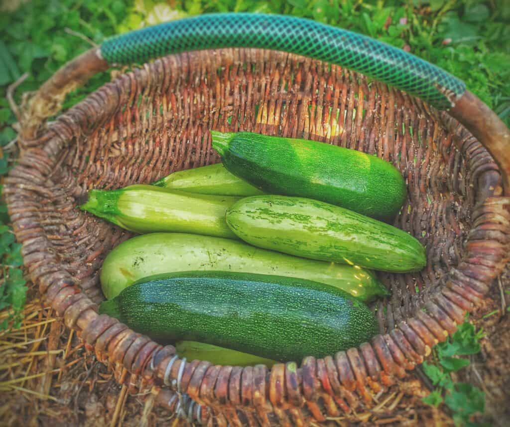 fresh green zucchini in a basket