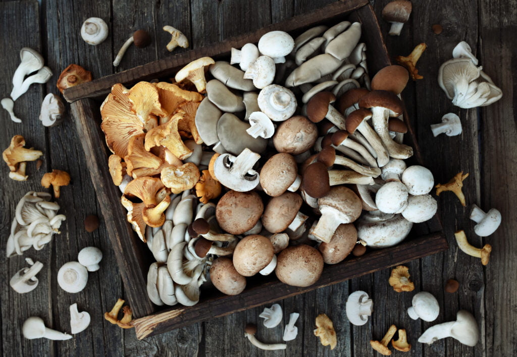 Fresh harvested edible various mushrooms from the market: chanterelle, oyster mushroom, white button and brown (cremini) champignon, velvet pioppini