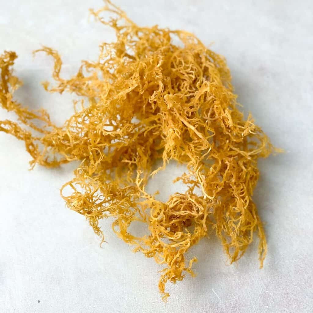 a yellowish sea moss weed