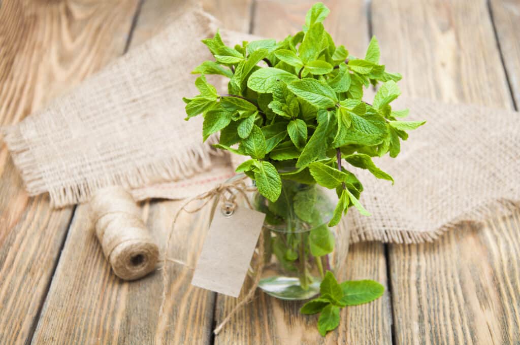 There are several ways to store fresh mint that can help to extend its shelf life. One common way to keep herbs fresh is to place them in a vase or cup of water, just like flowers.