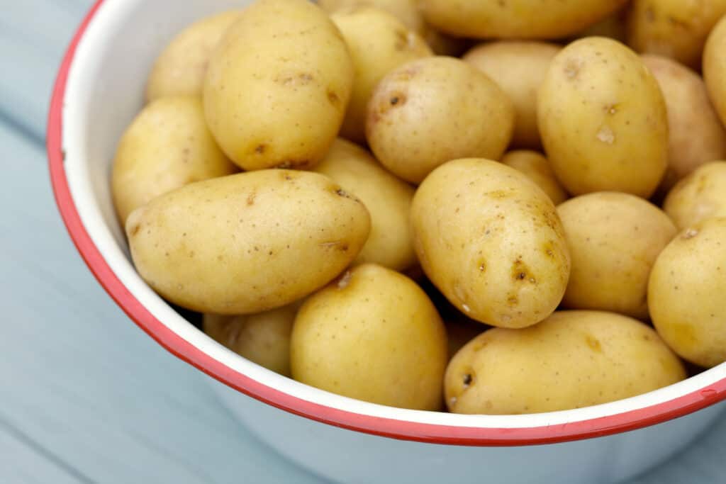 Placing clean and fresh raw small potatoes in a metal bowl in preparation for storing them in a cool, dark, and dry location such as a garage, root cellar, pantry, kitchen drawer, or closet