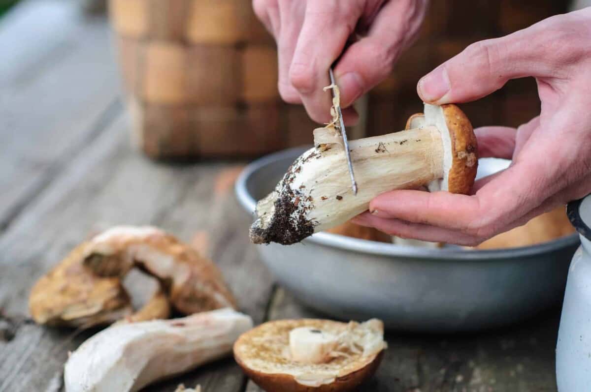 Cleaning process of edible forest mushrooms with woman hands